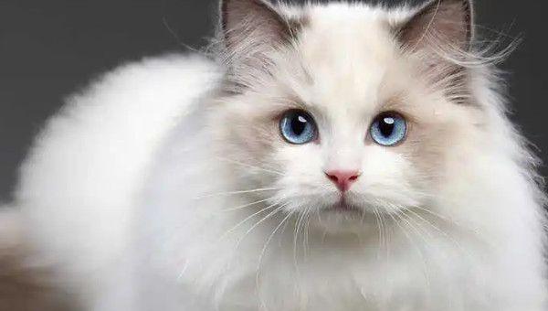 海双布偶猫多少钱一只 布偶猫价格多少钱一只 4类布偶猫价格一览