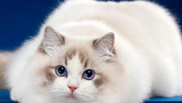 海双布偶猫多少钱一只 布偶猫价格多少钱一只 4类布偶猫价格一览
