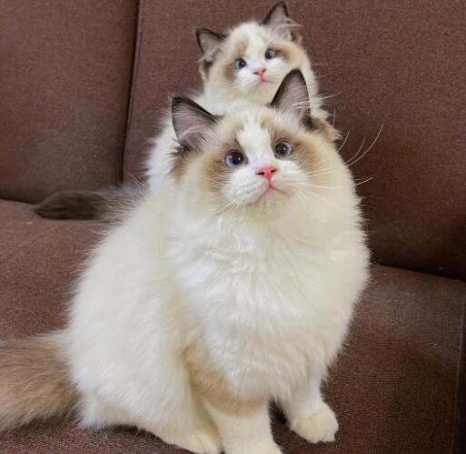 繁育级布偶猫多少钱一只：一般在50000元以上