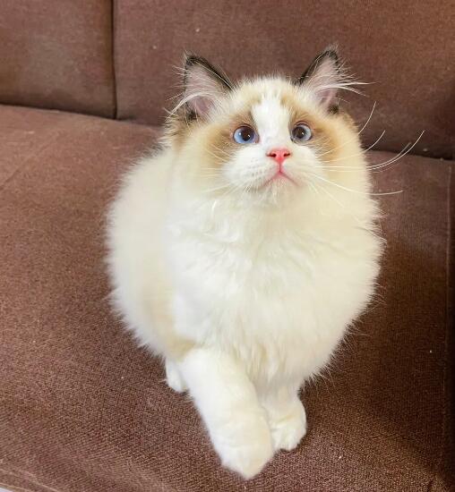 繁育级布偶猫多少钱一只：一般在50000元以上